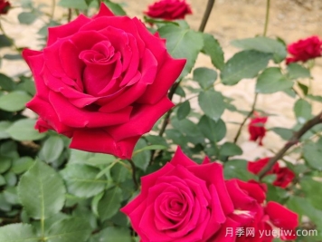 夏末秋初第一波月季花，能不能看？要不要留？