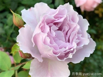 藍紫色月季發(fā)展簡史，有哪些值得收藏的品種？