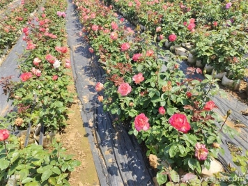 月季花養(yǎng)護要點