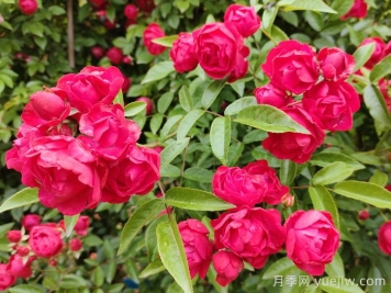 紅木香花是不是月季花？