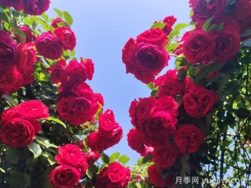 南通市花是什么？南通市花是月季