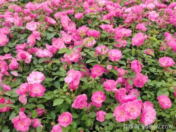 會(huì)養(yǎng)月季花，來把普通月季養(yǎng)成造型藝術(shù)品