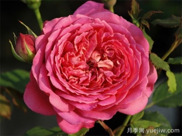 銀禧慶典月季復(fù)花超快，口碑極佳