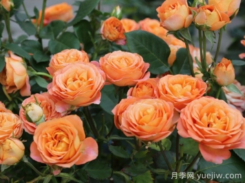 專屬12星座的月季花，星座系列月季大全