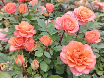 羊城廣州的市花是什么？可以種月季花嗎？