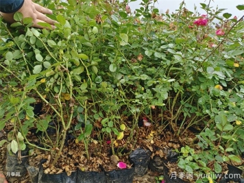 月季嫁接苗和扦插苗的區(qū)別，你喜歡哪一個？