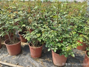 新買的月季苗如何換盆？