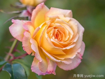 殿堂月季品種，18款被全世界深愛(ài)的月季