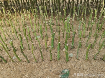 月季秋插方法很簡(jiǎn)單，牙簽小苗成活率95%以上