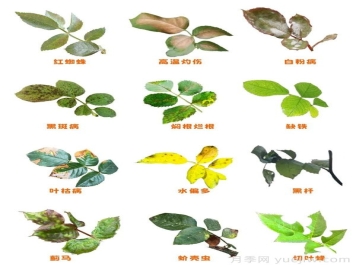 月季的這幾種常見的病蟲害，要學會這么防治