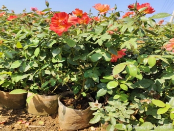 秋季能不能給花月季花換盆？