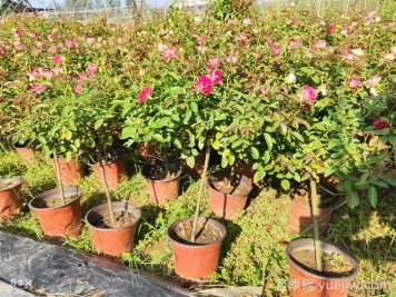秋天給月季花換盆土還會(huì)再開花嗎？
