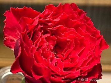 德古拉之吻月季/吸血鬼之吻