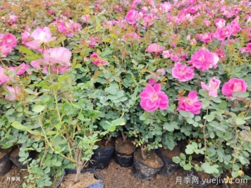 月季網(wǎng)綠化月季苗采購經(jīng)驗(yàn)分享