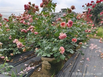 月季總往一邊倒？教你解決月季偏冠問題