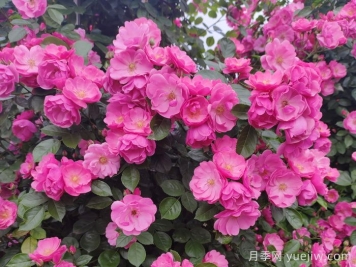 藤本月季哪個(gè)品種好？推薦8種，漂亮好養(yǎng)開花不停