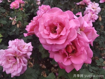 盆栽月季花怎么養(yǎng)才會(huì)爆花？