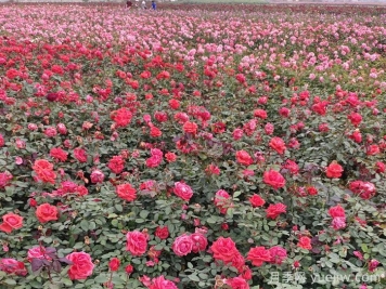 月季花的移栽時(shí)間與養(yǎng)護(hù)措施