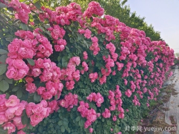 推薦10種瘋長藤本月季，快速養(yǎng)出花墻