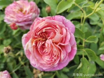 十大最經(jīng)典月季花，開花最勤