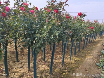 樹(shù)狀月季氣象病害的防治