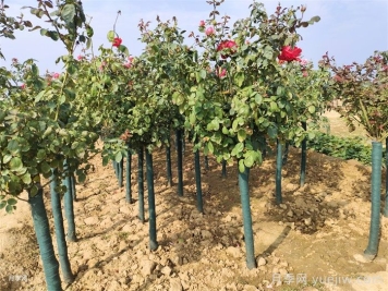 月季花葉子發(fā)黃怎么辦？