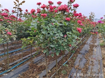 月季花如何種植？種植月季花的方法技巧