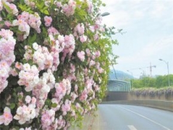 8萬多株月季進(jìn)入盛花期，月季成為杭州富陽城市綠化點(diǎn)睛之筆