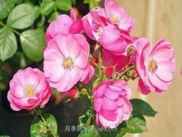 30種漂亮的月季品種推薦，必然有你喜歡的
