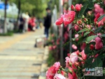 江西南昌350萬(wàn)株月季盛開(kāi)，美爆洪城街頭