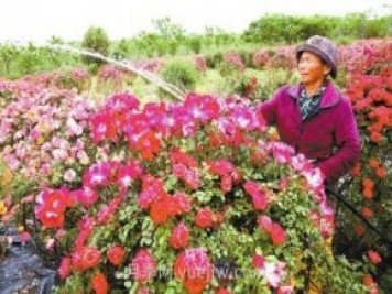 南陽(yáng)月季和艾草、中牟大蒜……河南人努力書寫農(nóng)業(yè)產(chǎn)業(yè)化