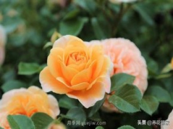 盤點五款耐熱耐曬月季，南方花友照樣養(yǎng)
