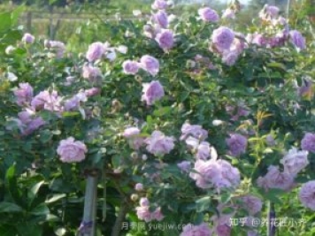 推薦4款月季品種，輕松打造小型月季花墻