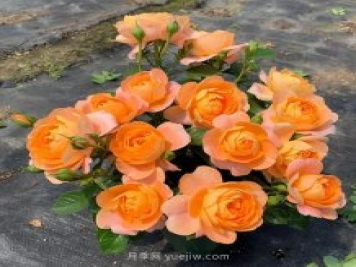 推薦5個(gè)微型月季品種，株型小開(kāi)花多是陽(yáng)臺(tái)盆栽佳品