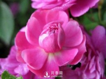 甜蜜馬車月季Sweet Chariot推薦