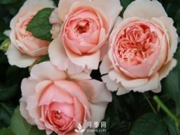 真宙月季masora推薦