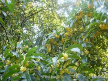 適合在農(nóng)村種植的苗木樹種有哪些？