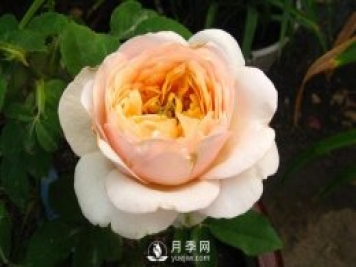 朱麗葉月季推薦