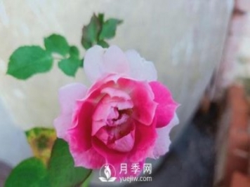 適合在廣東的夏季種植的耐熱月季有哪些？