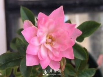 天荷月季推薦