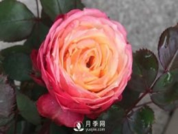 浪漫比克月季推薦