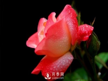 大花月季苗嫁接時注意事項哪些問題？
