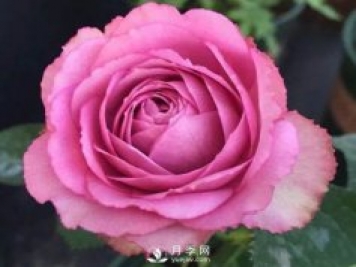 薰衣草蕾絲月季推薦