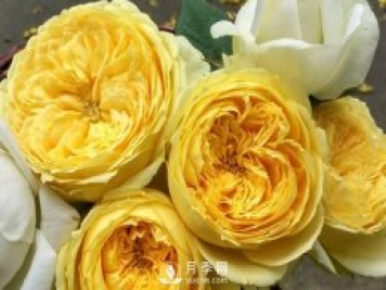 凱特琳娜月季推薦