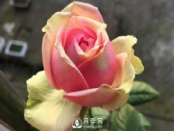 火龍果月季推薦