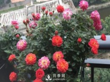 躲躲藏藏月季推薦