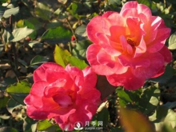 月季花黑斑病是很容易出現的，如何防治的方法很重要？