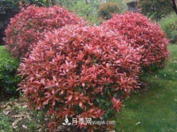 常用綠化苗木國(guó)槐和白蠟價(jià)格分析
