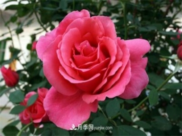 特大濃香庭院陽臺爬藤月季，為什么喜歡養(yǎng)