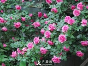 爬藤月季，一顆就能把院子打造成一花海